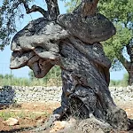 Dimora Rudiae